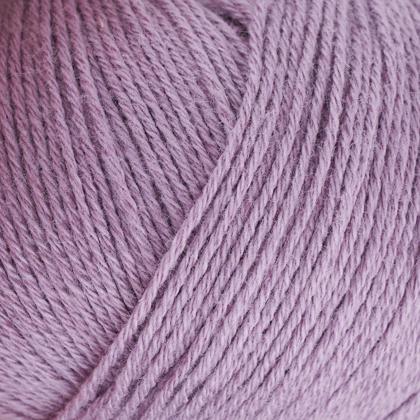 Artichoke Purple